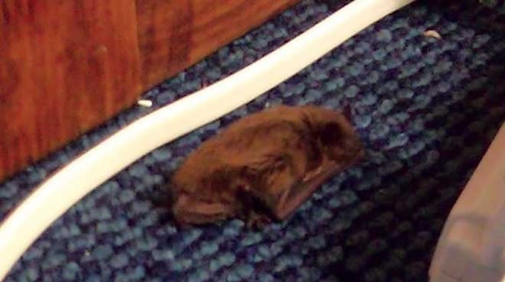 Bat