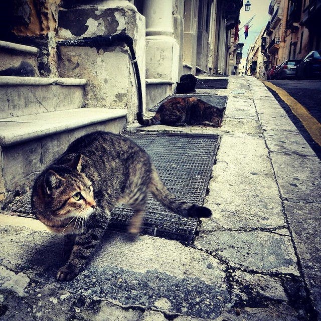 Winning photos from the 2014-15 Spiders Abroad Photo Contest taken by UR alumni, faculty, staff, and students. All photos courtesy of Richmond's Office of International Education.