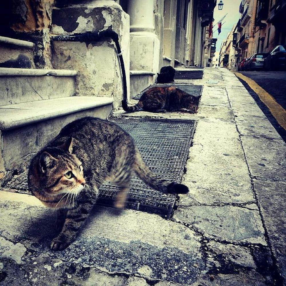 Stray Cats: This photo was taken on the streets of Valletta that was overrun by stray cats everywhere. I like this photo because you can see the streets which are clearly in need of repair: much of the city still bares scars from heavy damage due to World War II. Photo by Elizabeth Cohan.