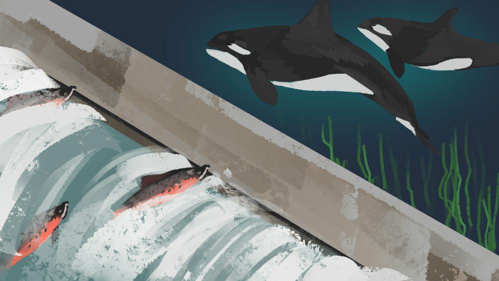 To save Washington’s orcas from extinction, the Snake River dams have ...