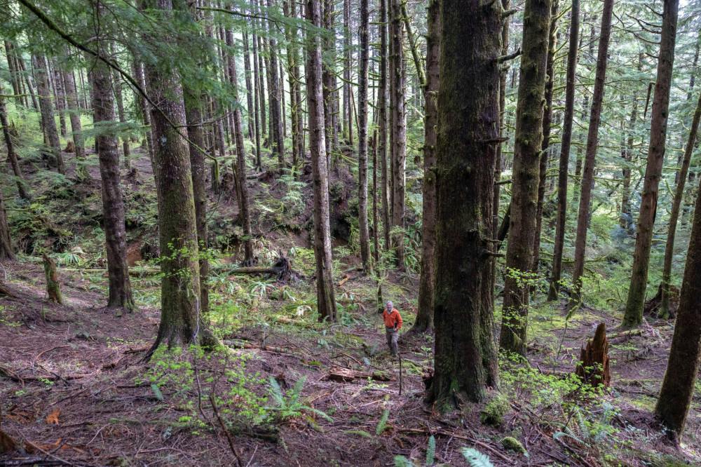 Timber harvest benefitting UW sparks concern among residents of small ...