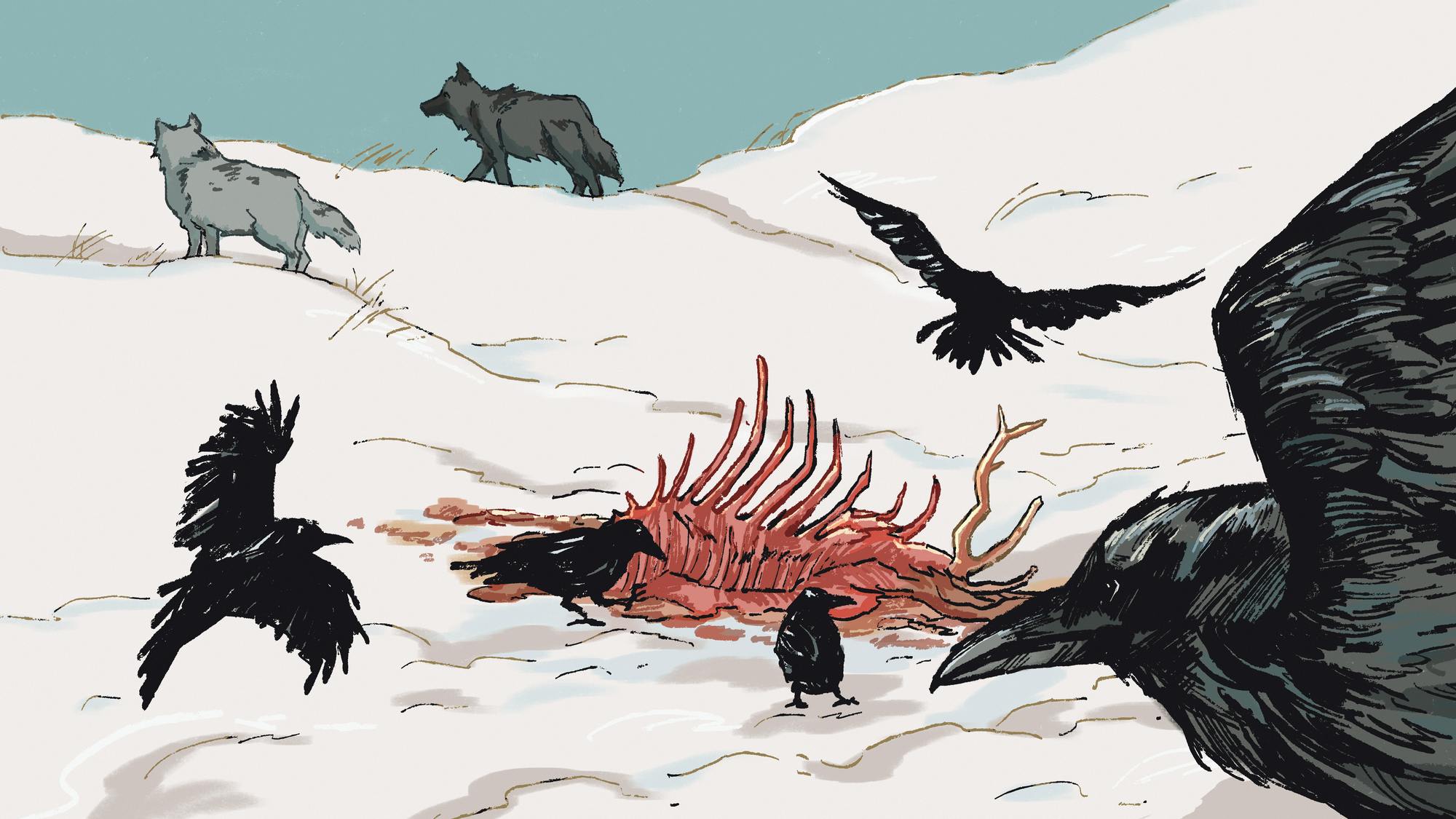 Instead of scavenging alongside wolves, ravens remember kill sites ...