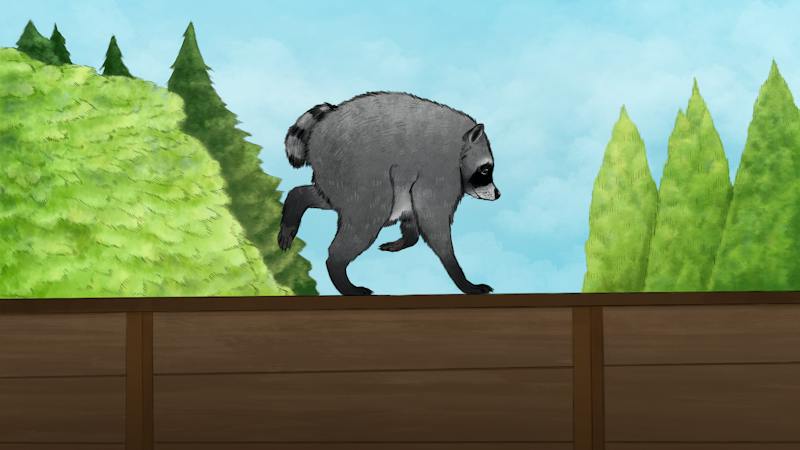 Meet Jimothy the racoon’s rare condition: short spine syndrome - The Daily
