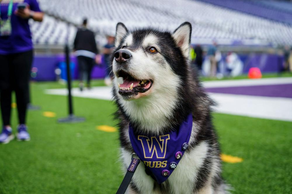 A behind-the-scenes look at the student mascot handlers - The Daily