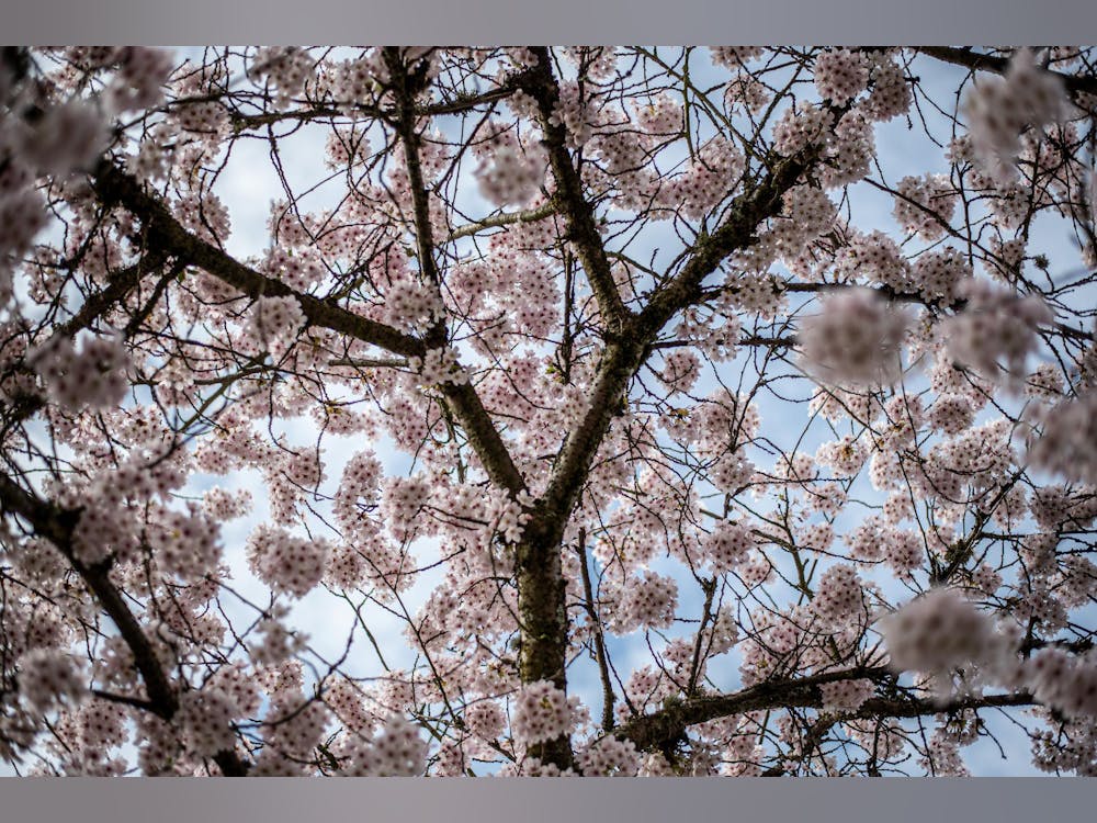 UW researchers discuss how ‘false spring’ could impact cherry blossom ...