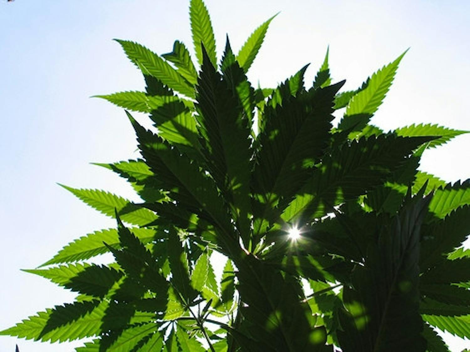 cannabis-leaves-sun-image