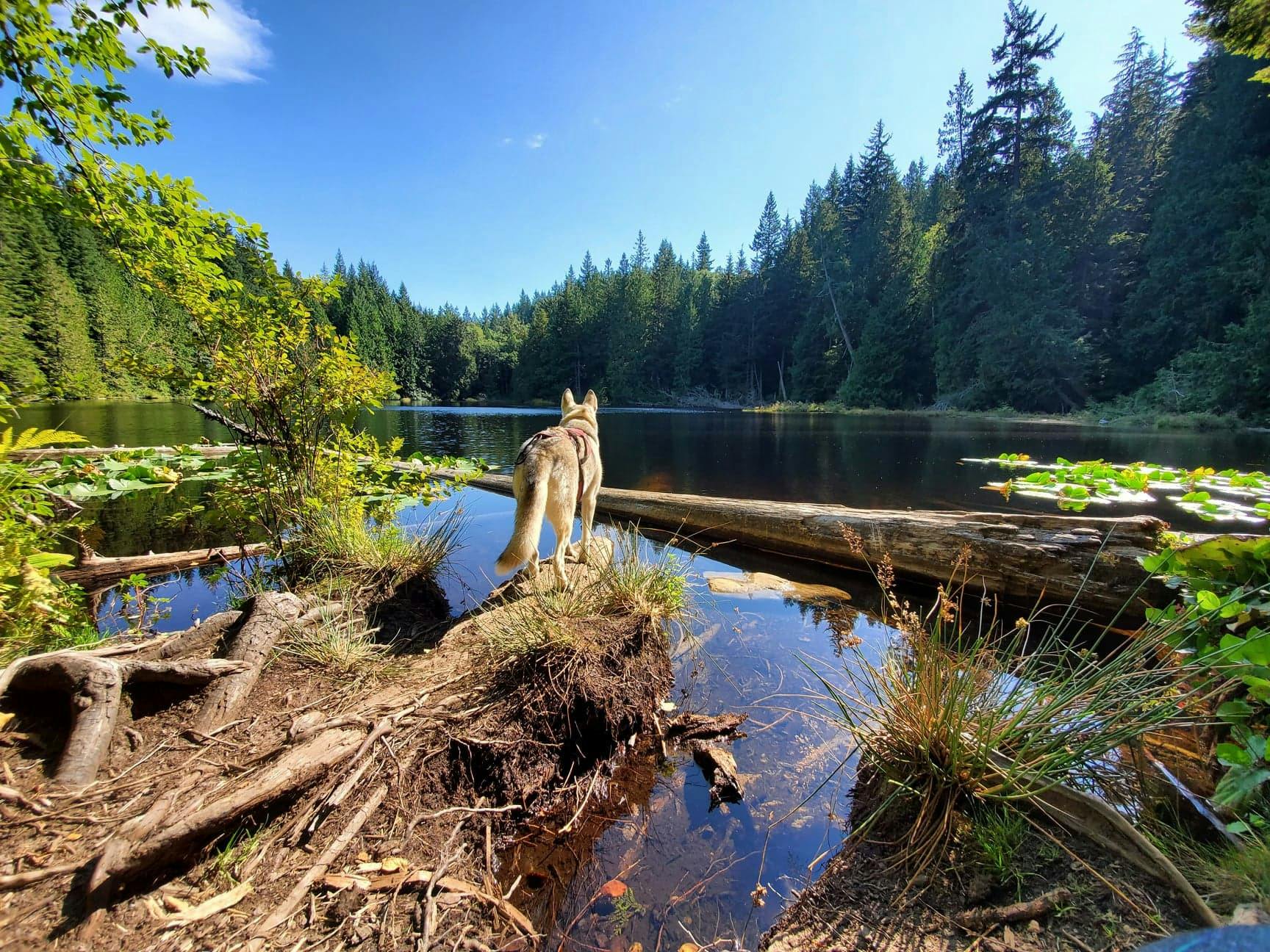 LEASH-LAW LEASH LAW HEADER