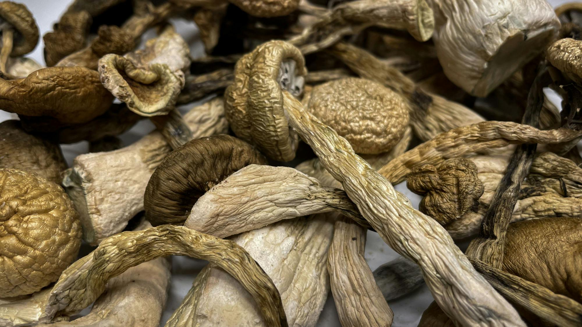 decriminalizing the shrooms 