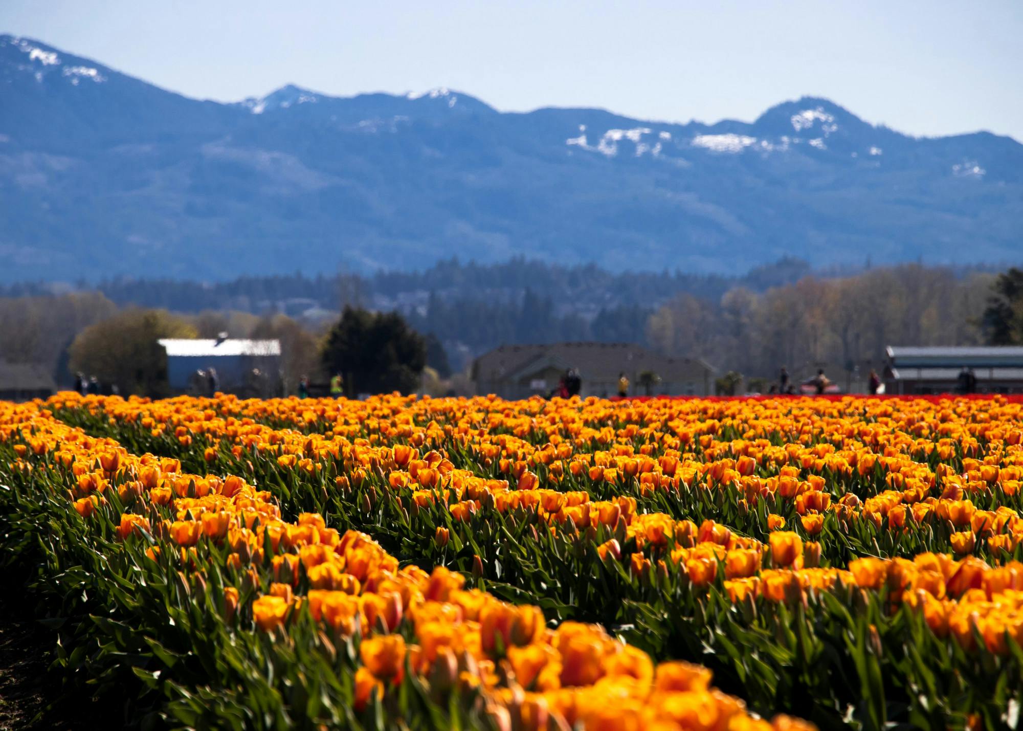 (2) Spring has sprung- here’s how to enjoy the annual tulip bloom 