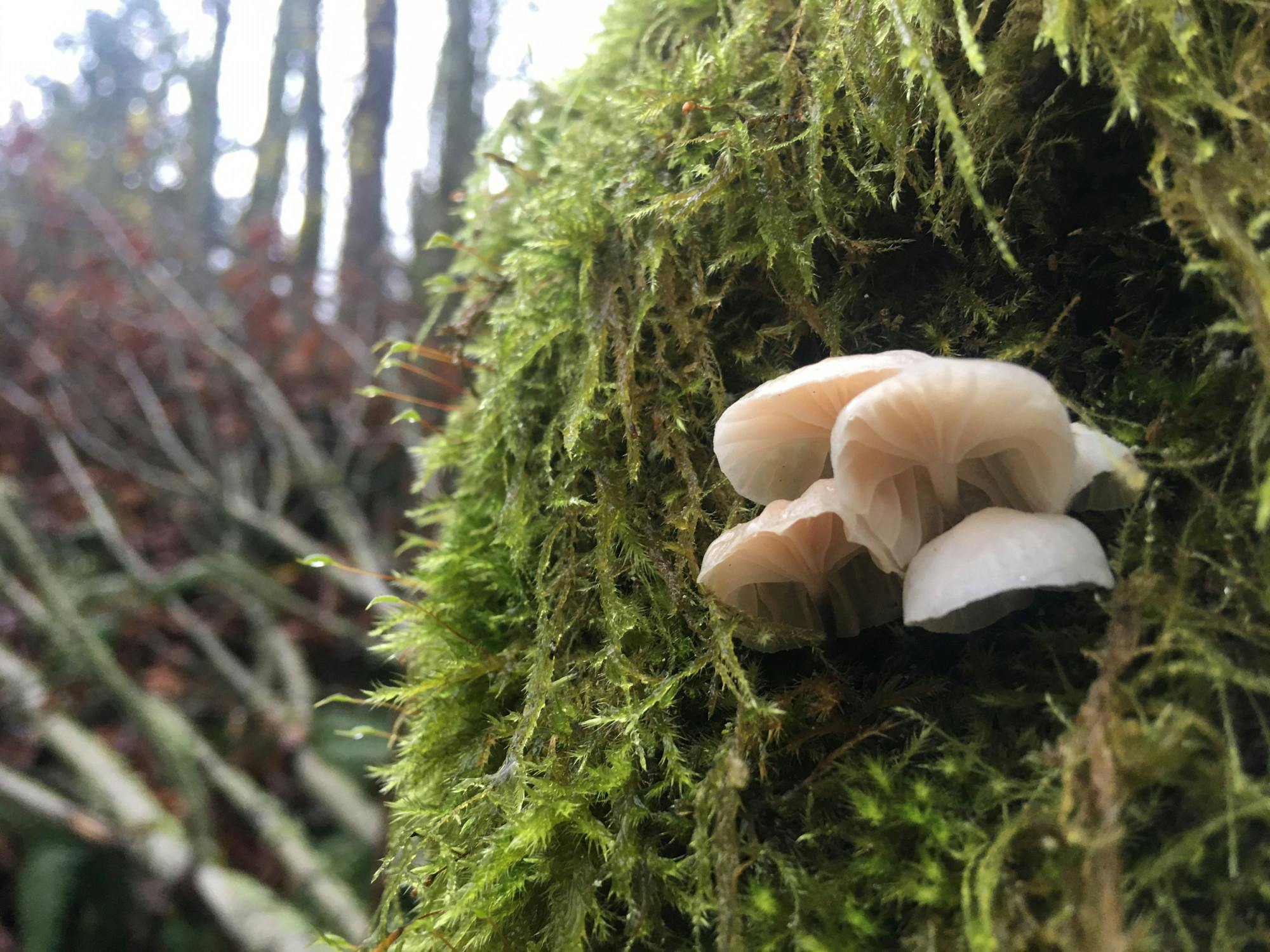 MUSHROOMS ON CAMPUS