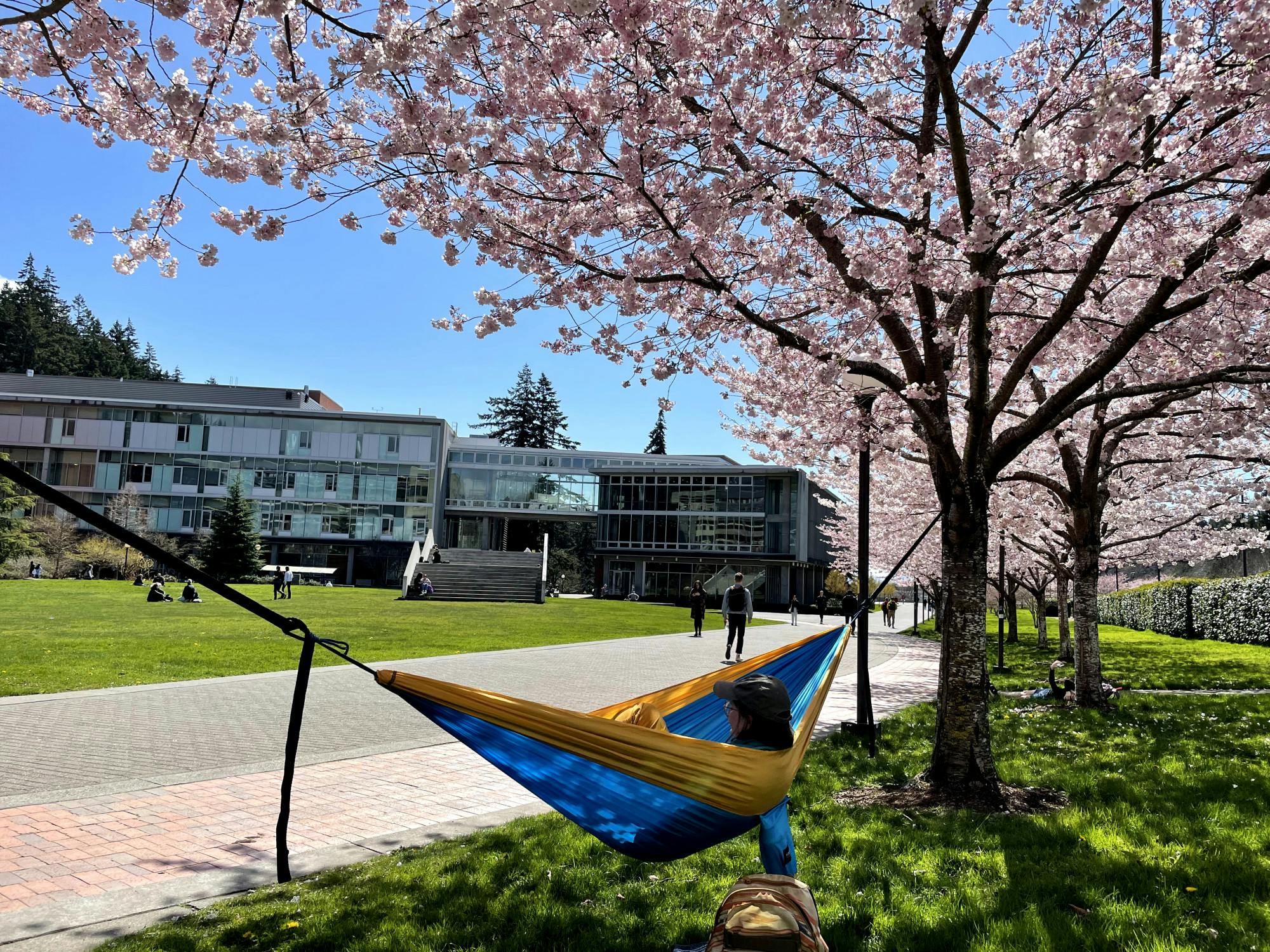 How Hammocks can Kill Trees 2