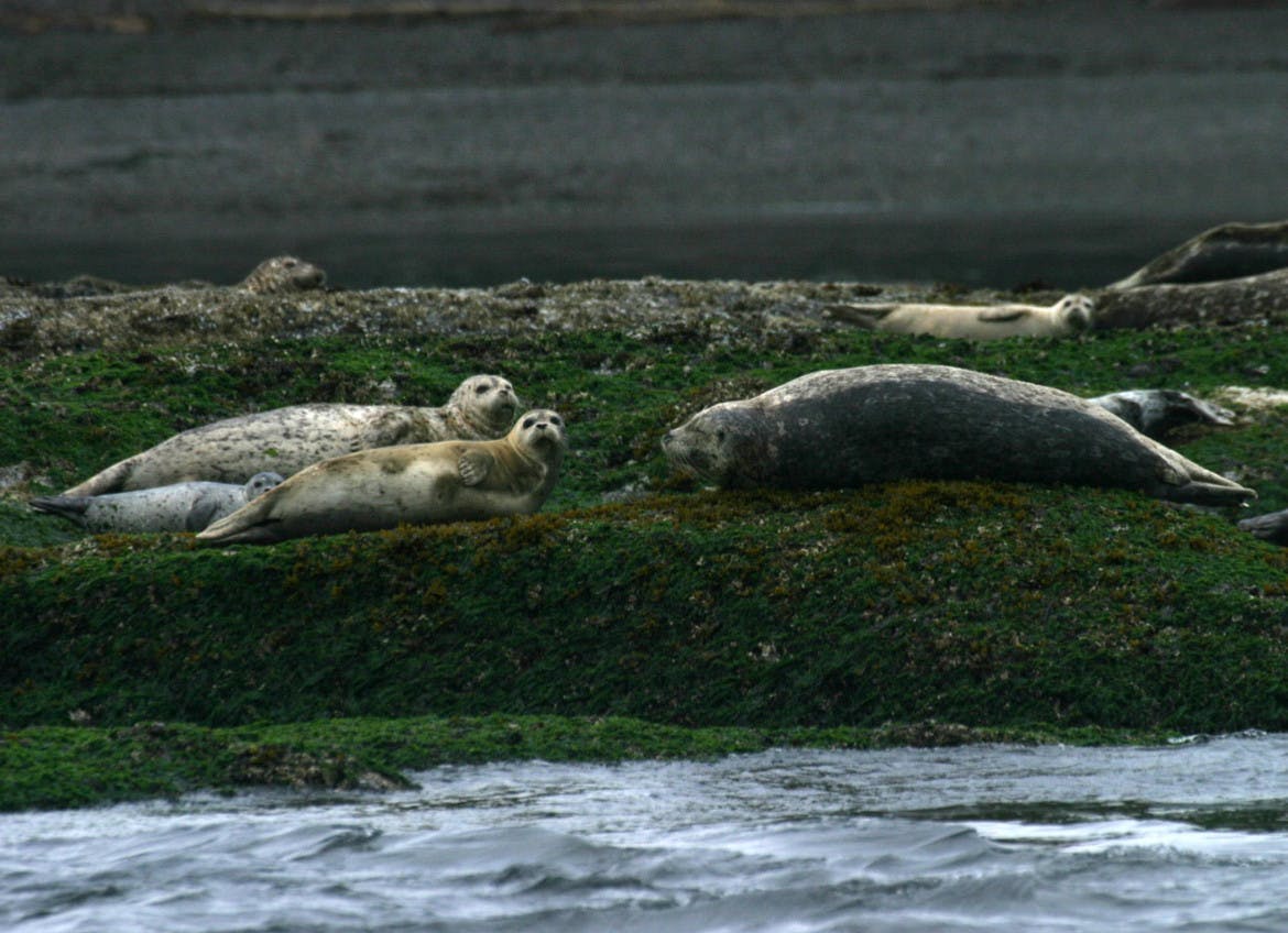 SanJuanSealsResting.jpg