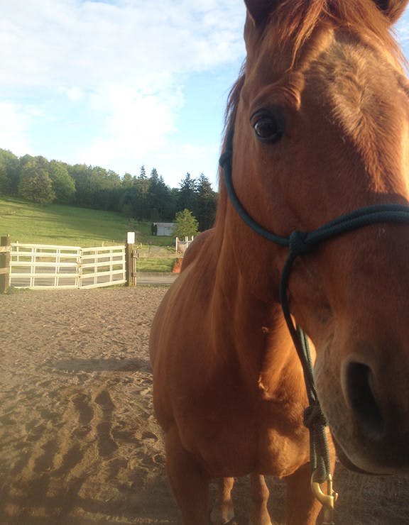 HUMAN-SERVICES-COURTESY-online