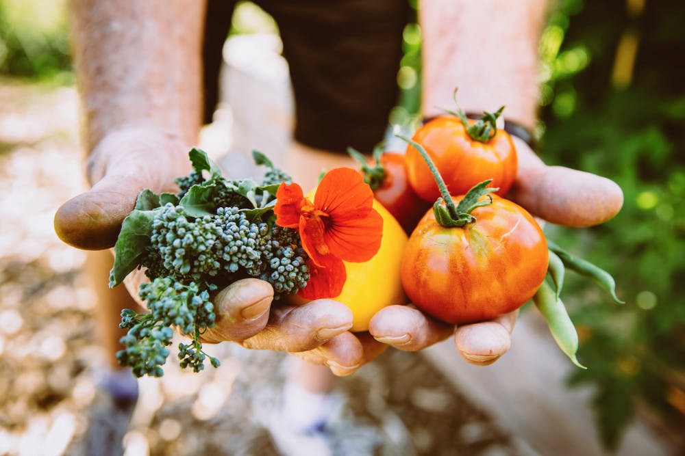 tomatoes-and-mixed-harvest-in-hands-BFB-photo