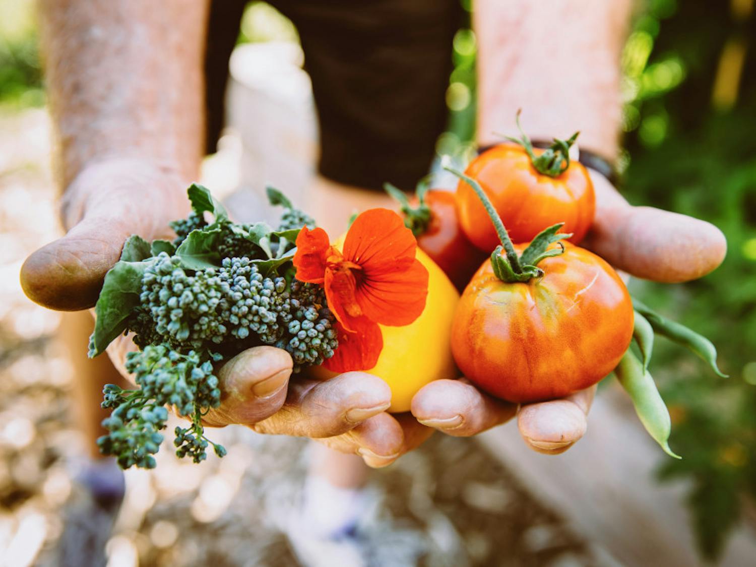 tomatoes-and-mixed-harvest-in-hands-BFB-photo