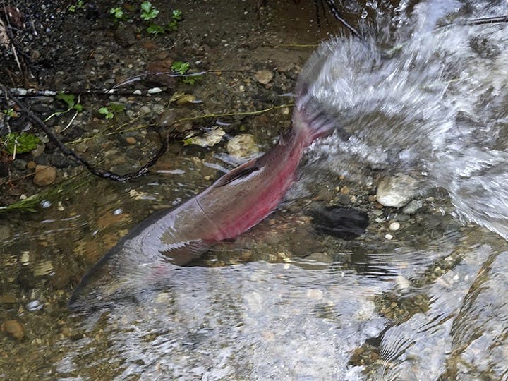 Sockeye Salmon in Goodwin Creek Tributary.jpg
