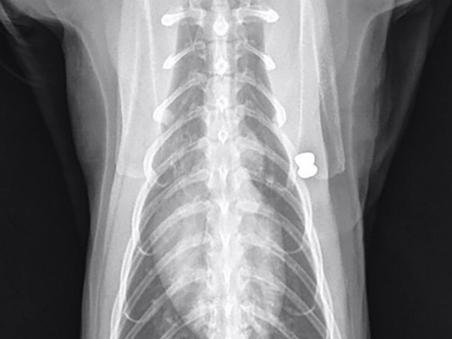 Chowder2-e1532490496684