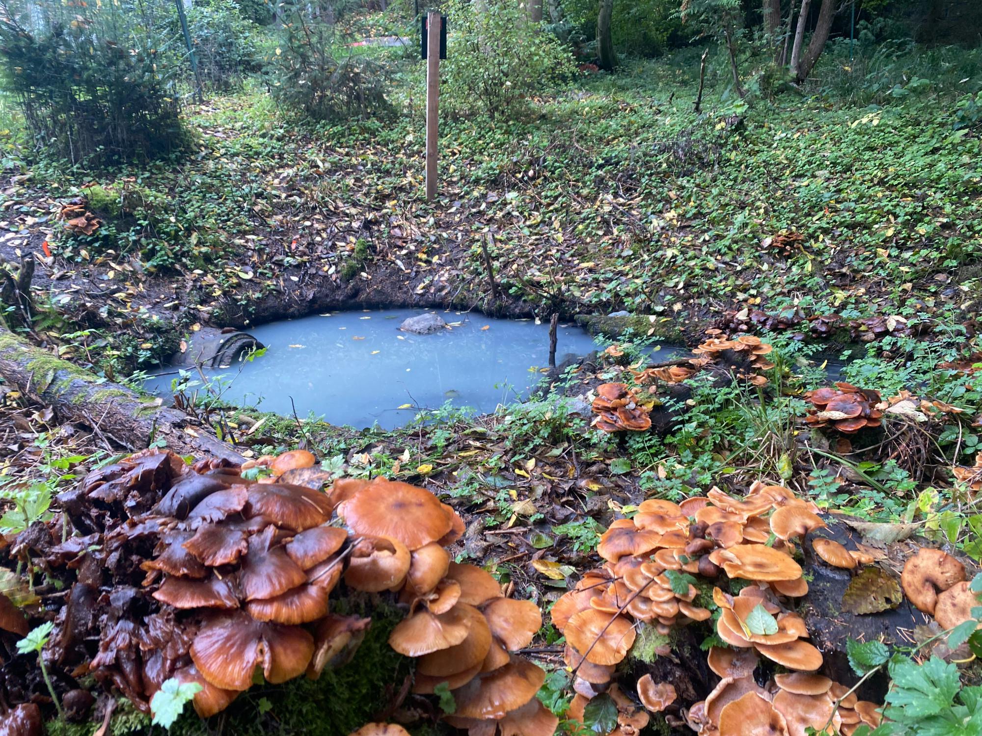 Fairhaven storm drain