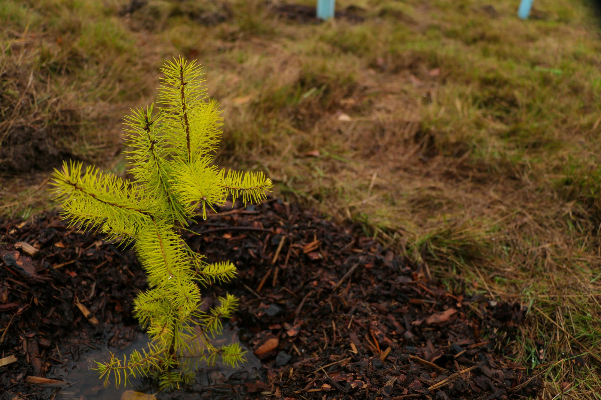 baby tree at WHS.jpg