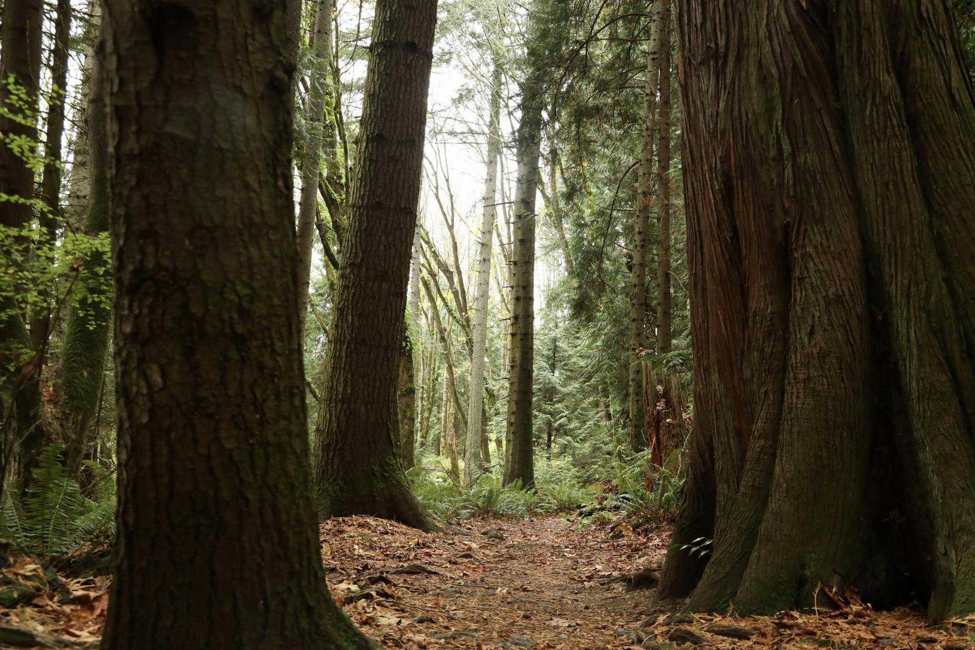 Fragrance Lake Trail pillars of trees