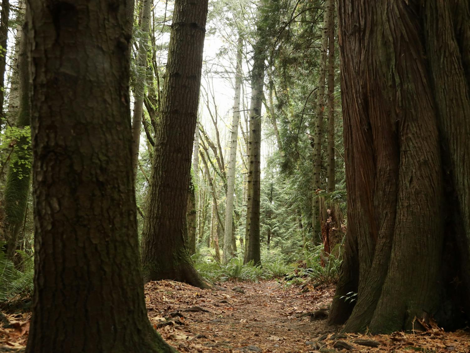 Fragrance Lake Trail pillars of trees