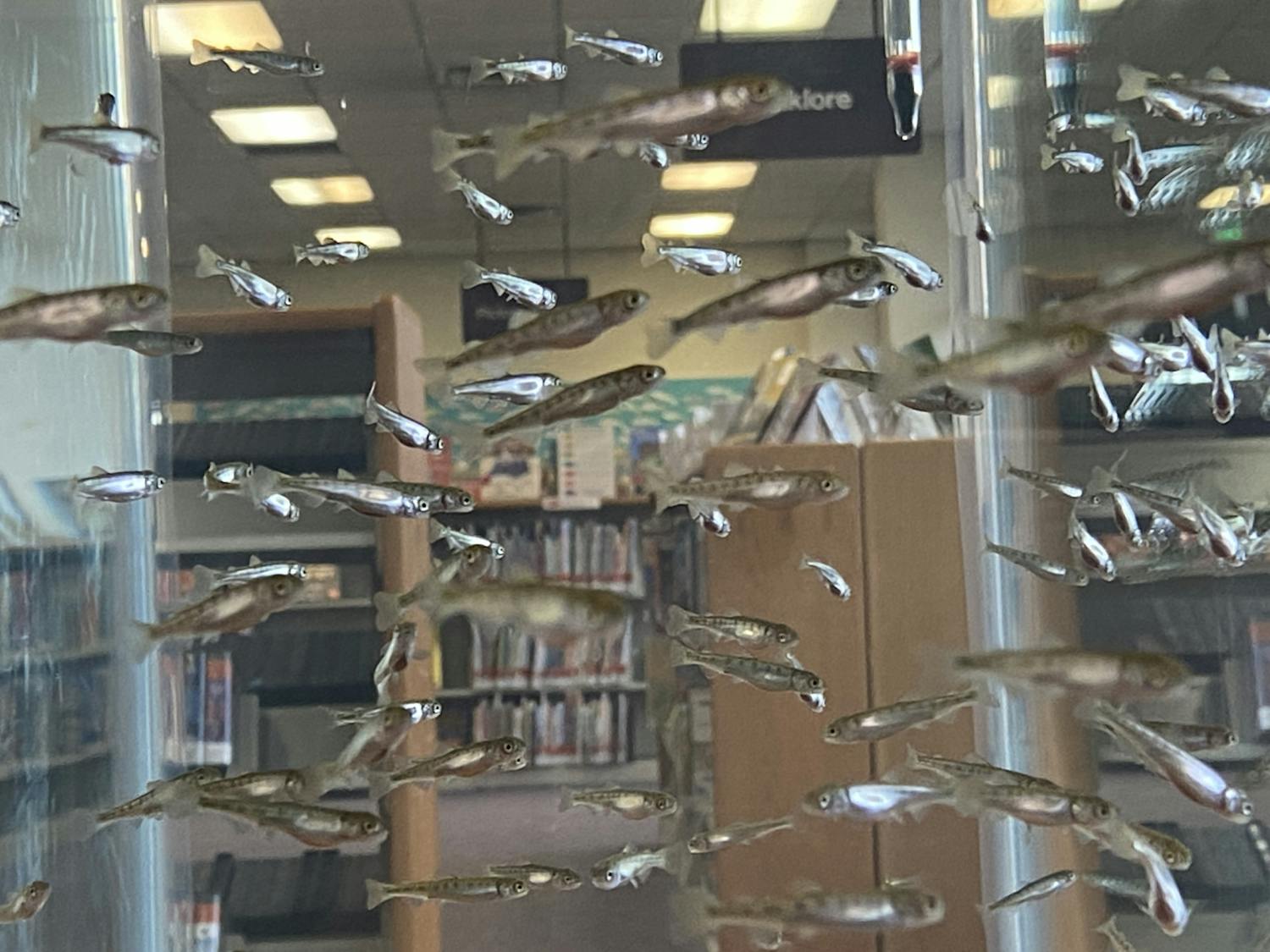 library salmon update 