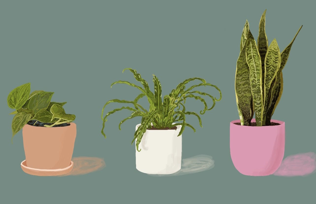 Plant Parenthood - 1 of 1 