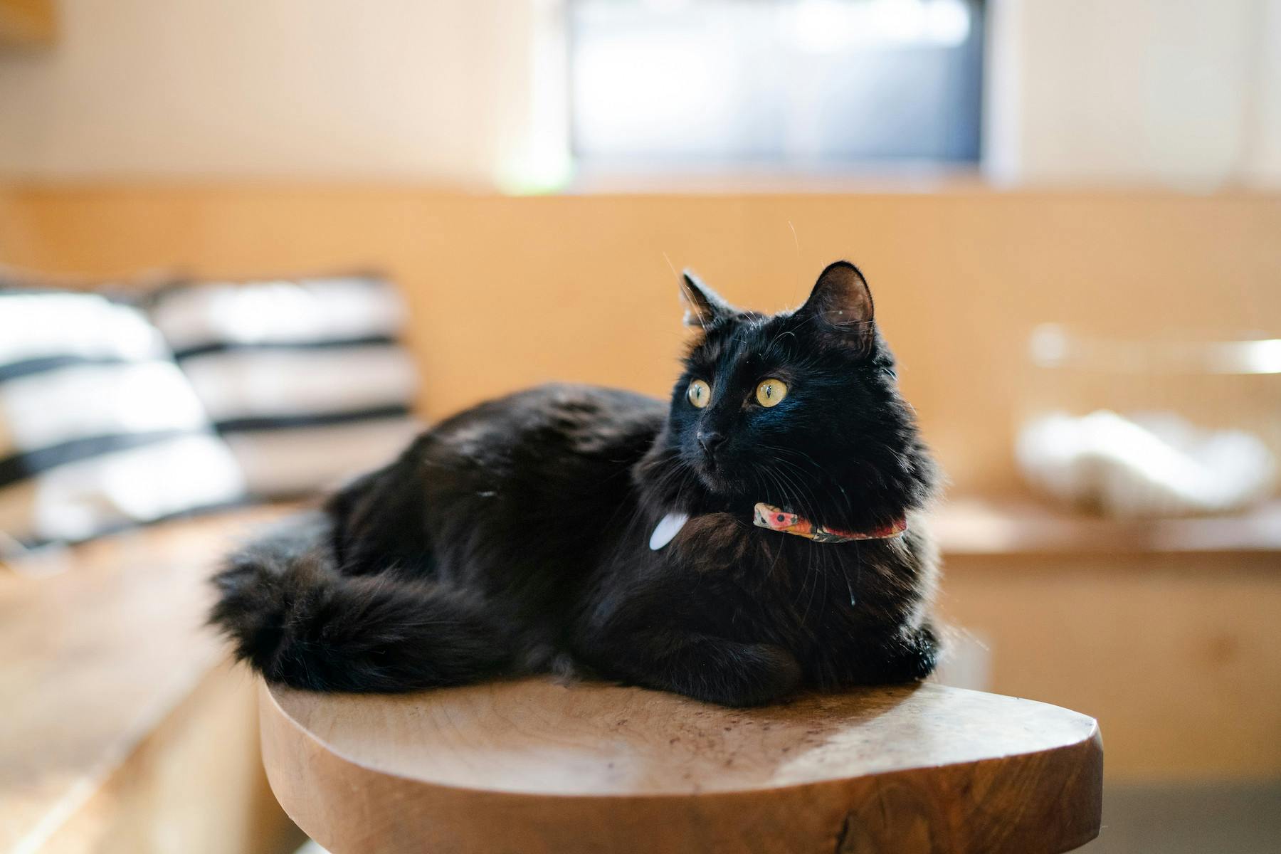 Neko Cat Café’s social media accounts stir up cat-loving fanbase of thousands