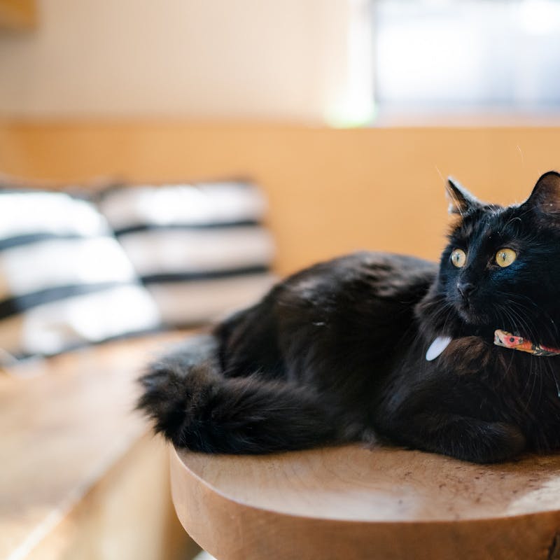 Neko Cat Café’s social media accounts stir up cat-loving fanbase of thousands