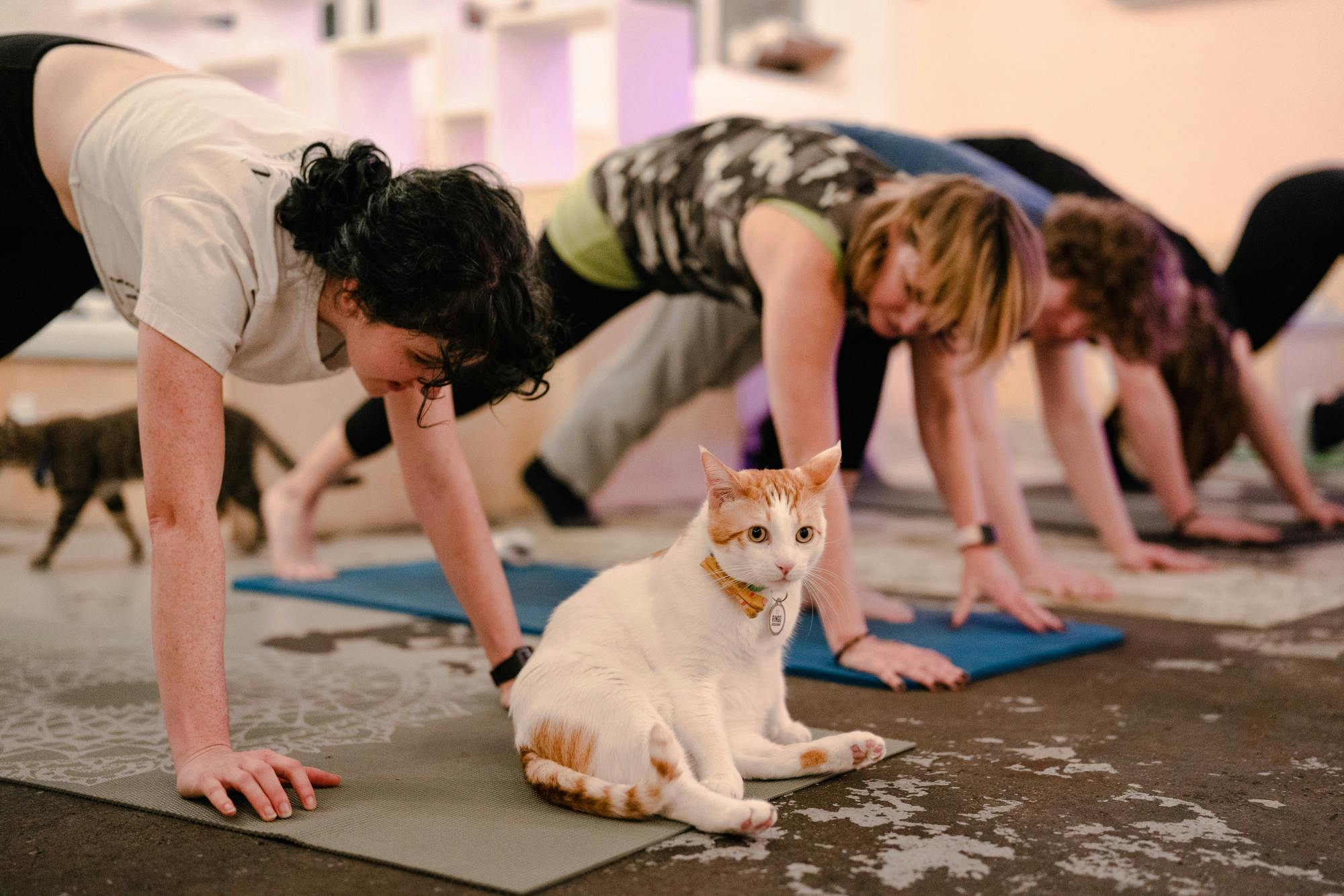 ヨガ・ピラティス neko NEKO Cat Cafe in Bellingham hosts cat yoga - The Front