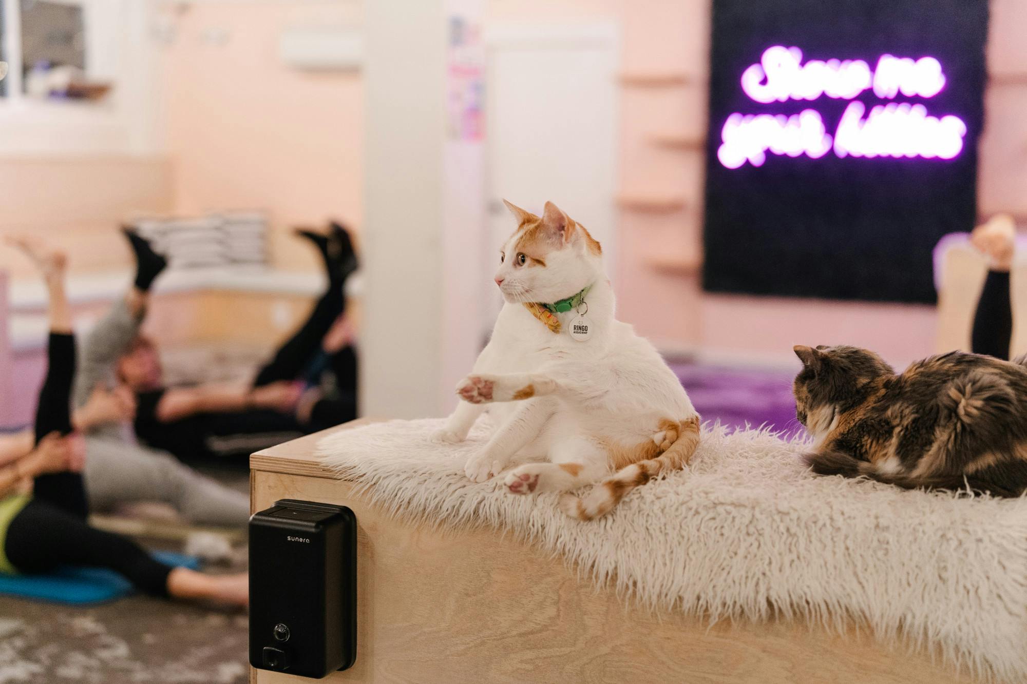 ヨガ・ピラティス neko NEKO Cat Cafe in Bellingham hosts cat yoga - The Front