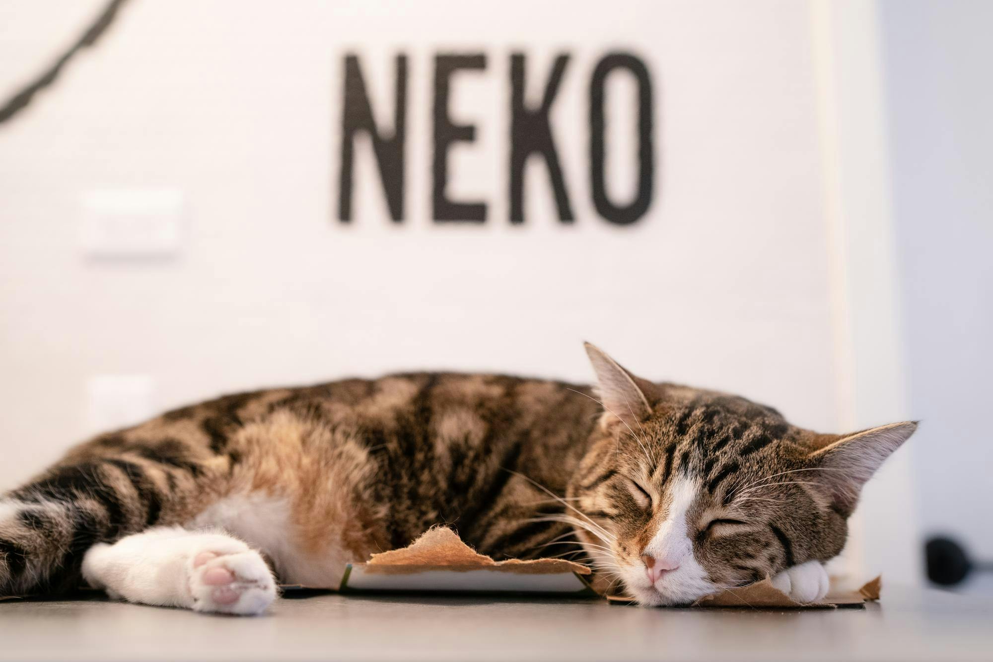 NEKO cat cafe student night