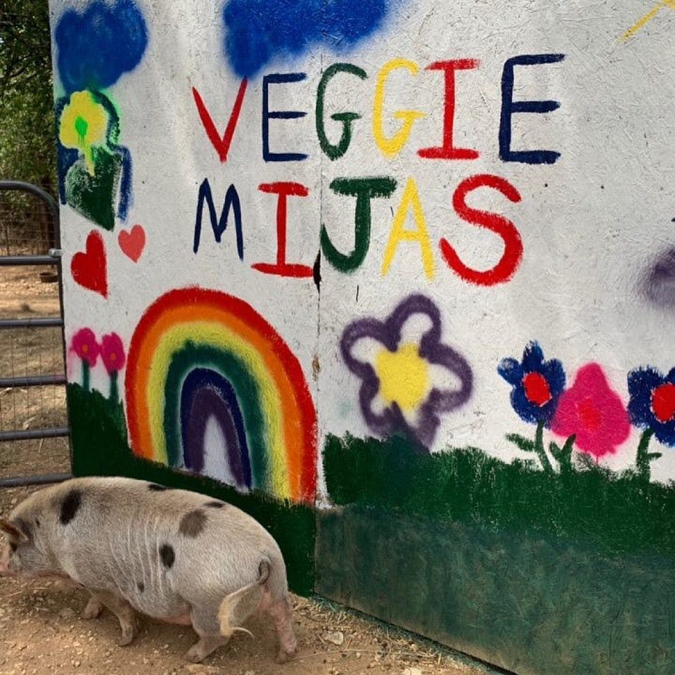 Dallas-Farm-Sanctuary-Trip-Painting-Pig-Houses