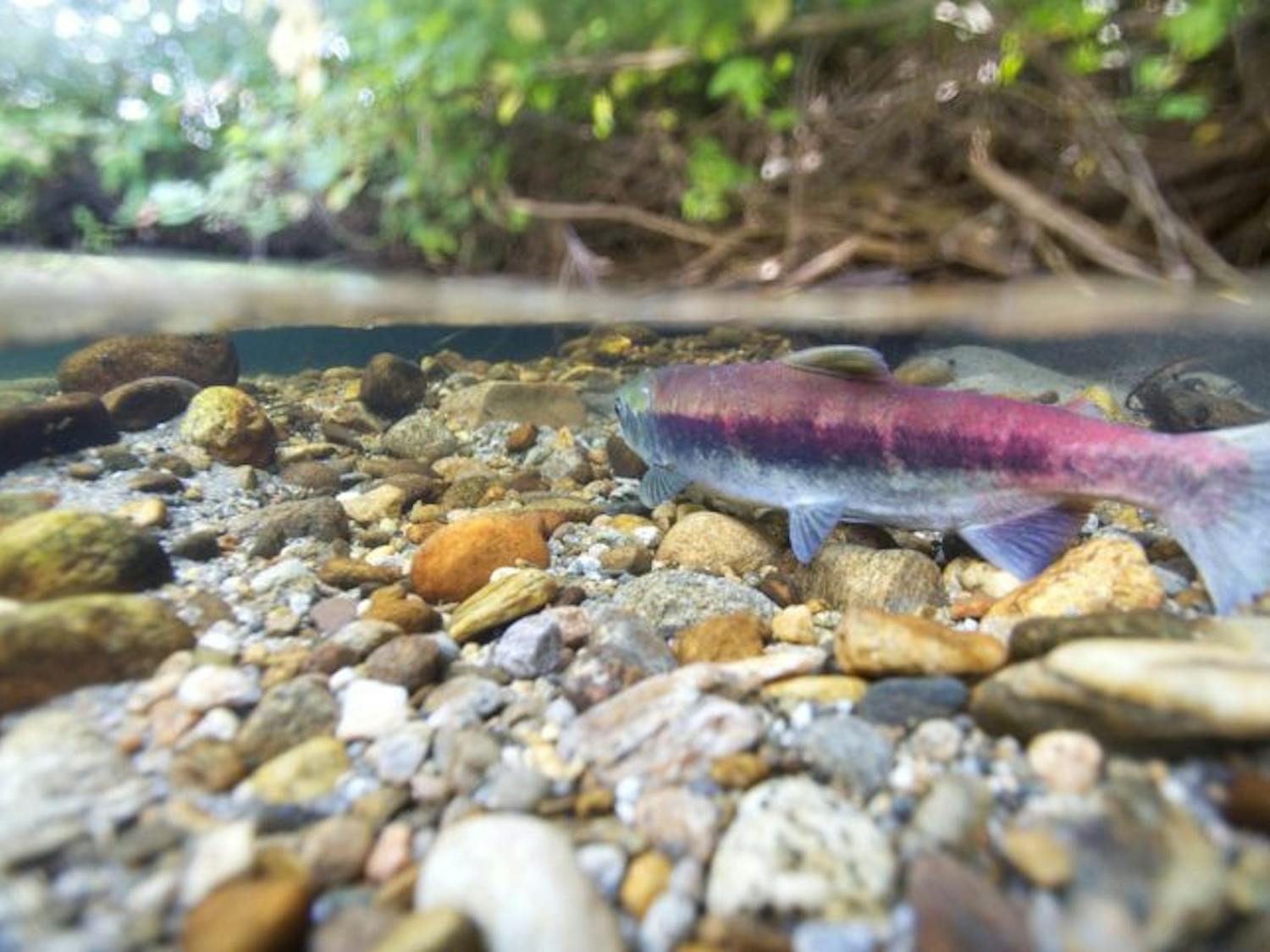 PIXNIO-53879-725x483-1