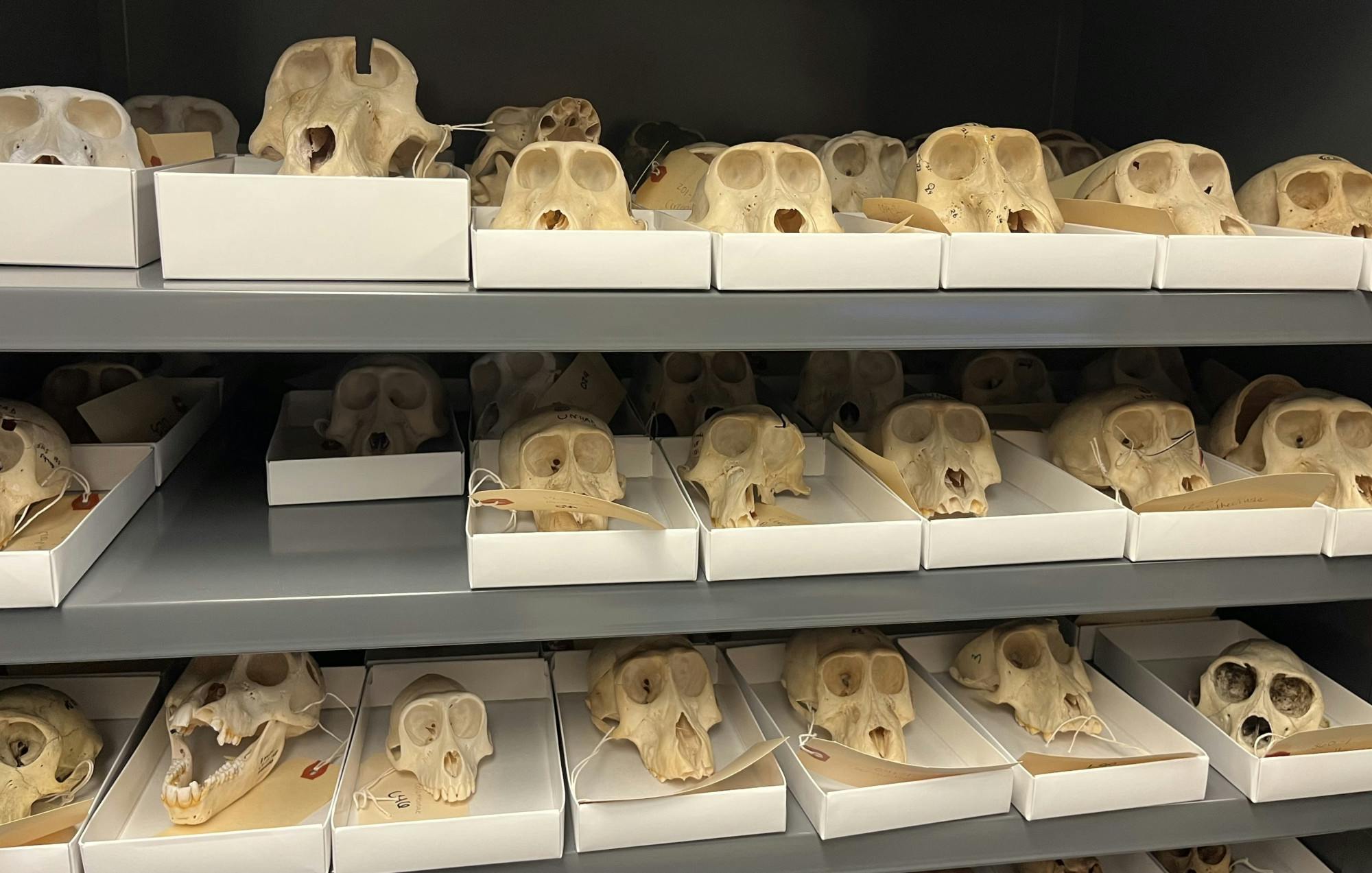 Primate Skulls .jpg