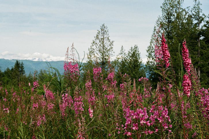 whatcomwood3.jpg