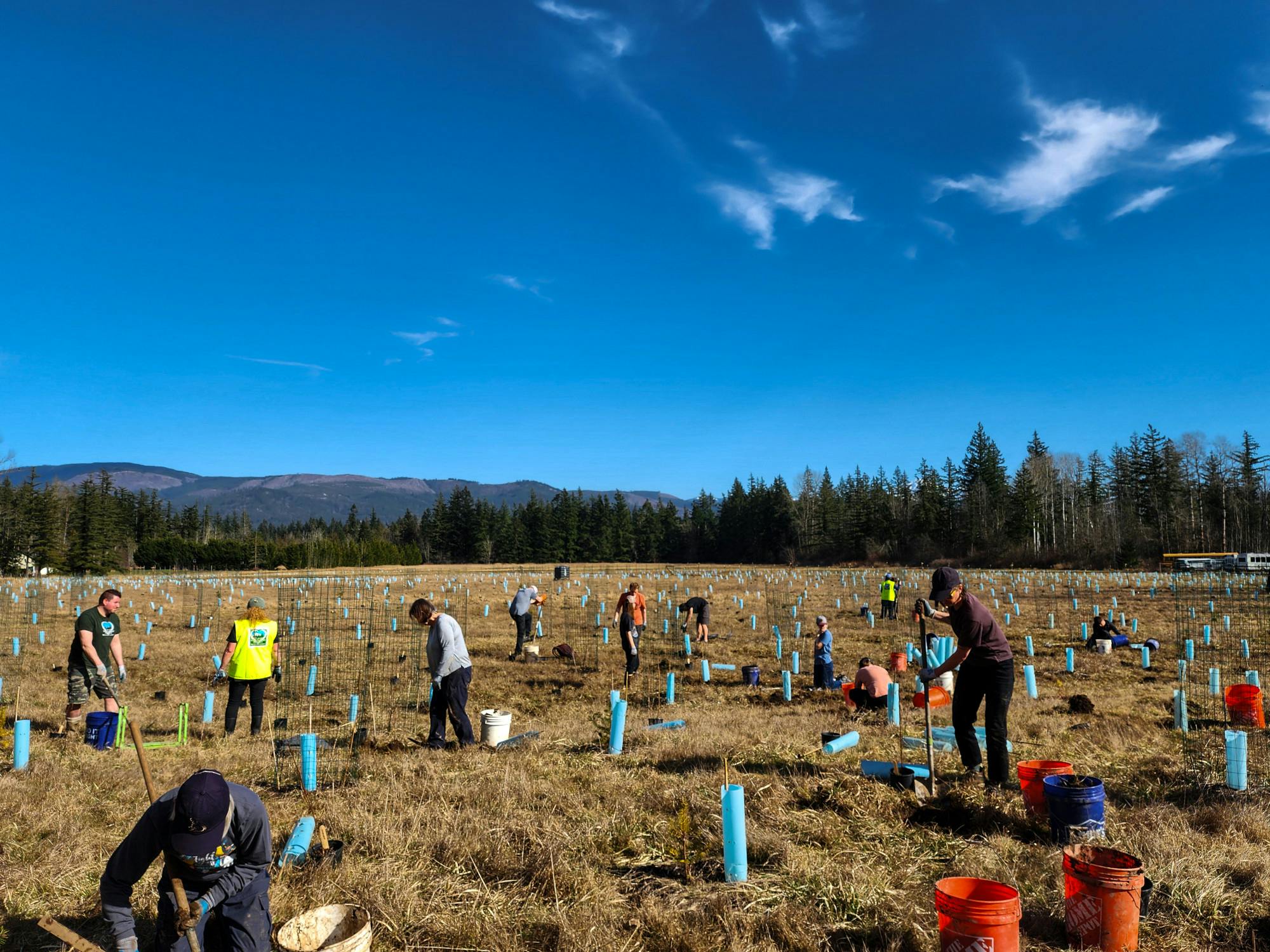 more trees have been planted at WHS.jpg