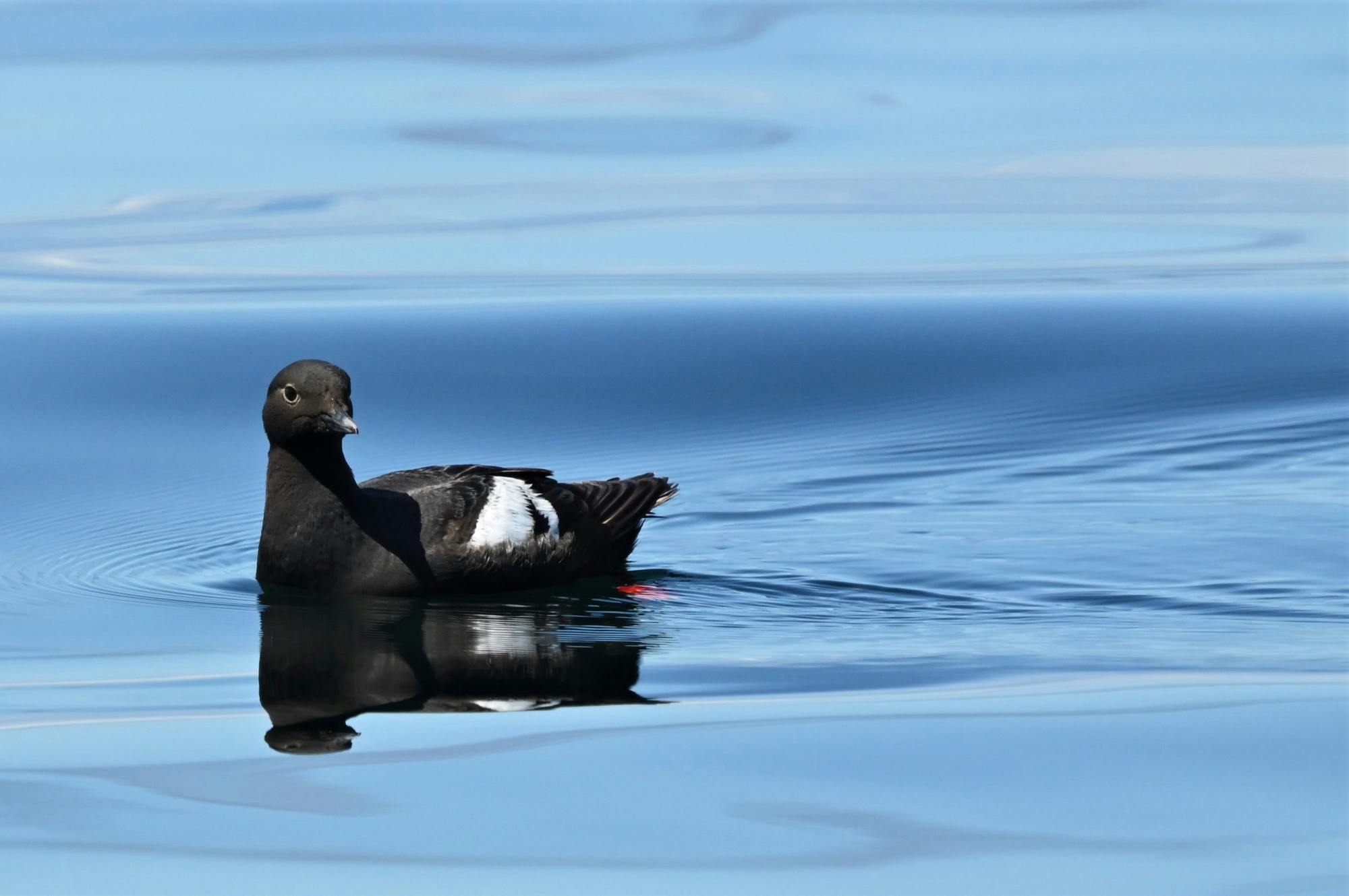 Pigeon Guillemot.JPG