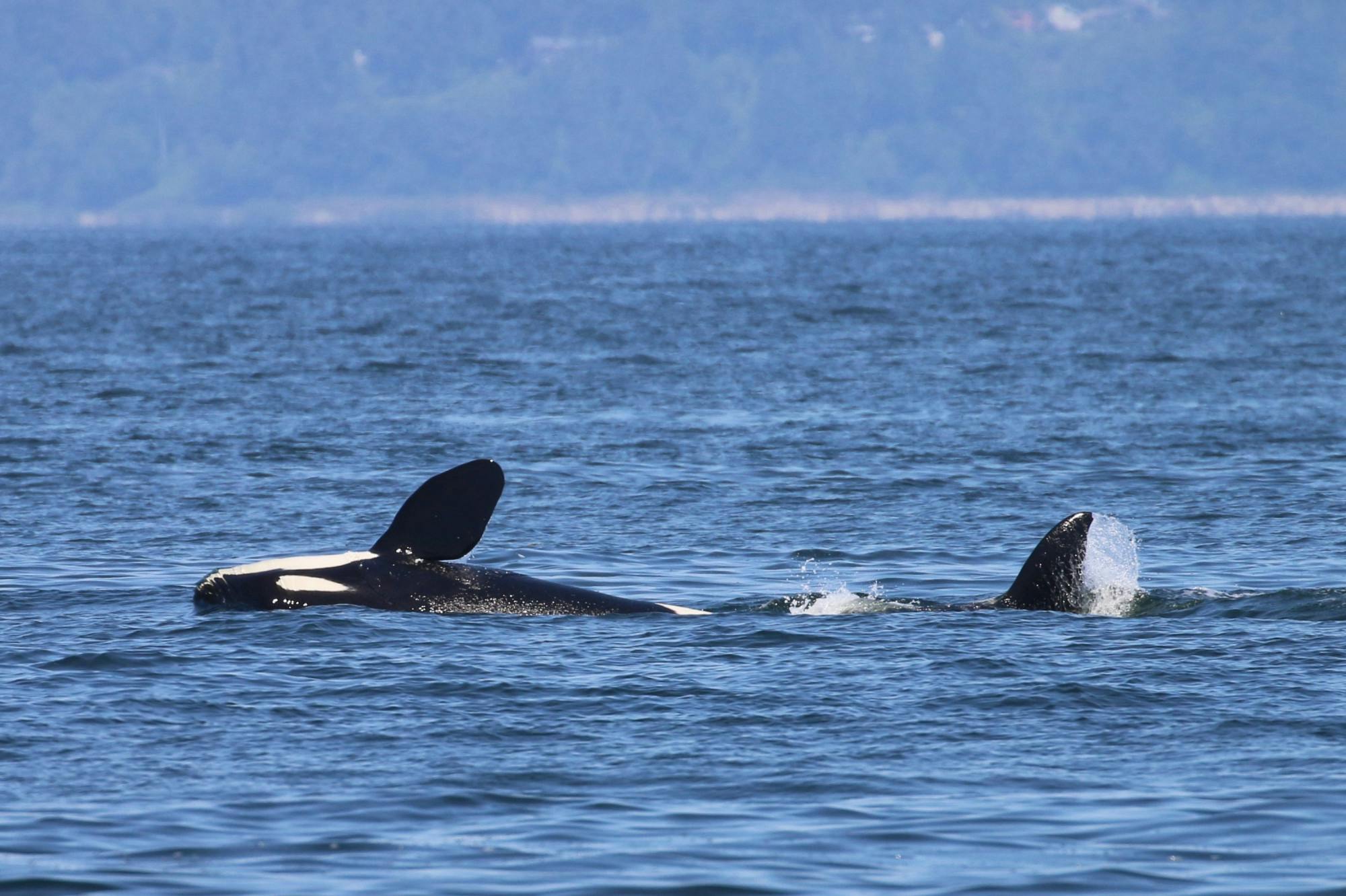 Orca Whales - 1 of 1