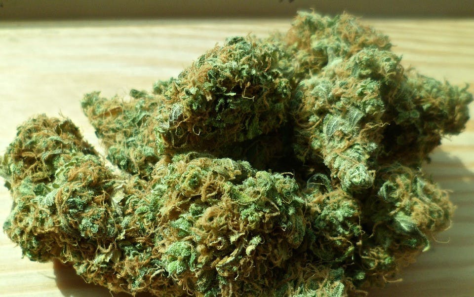 Weed-Cannabis-Leaf-Green-Medical-Drug-Marijuana-448661