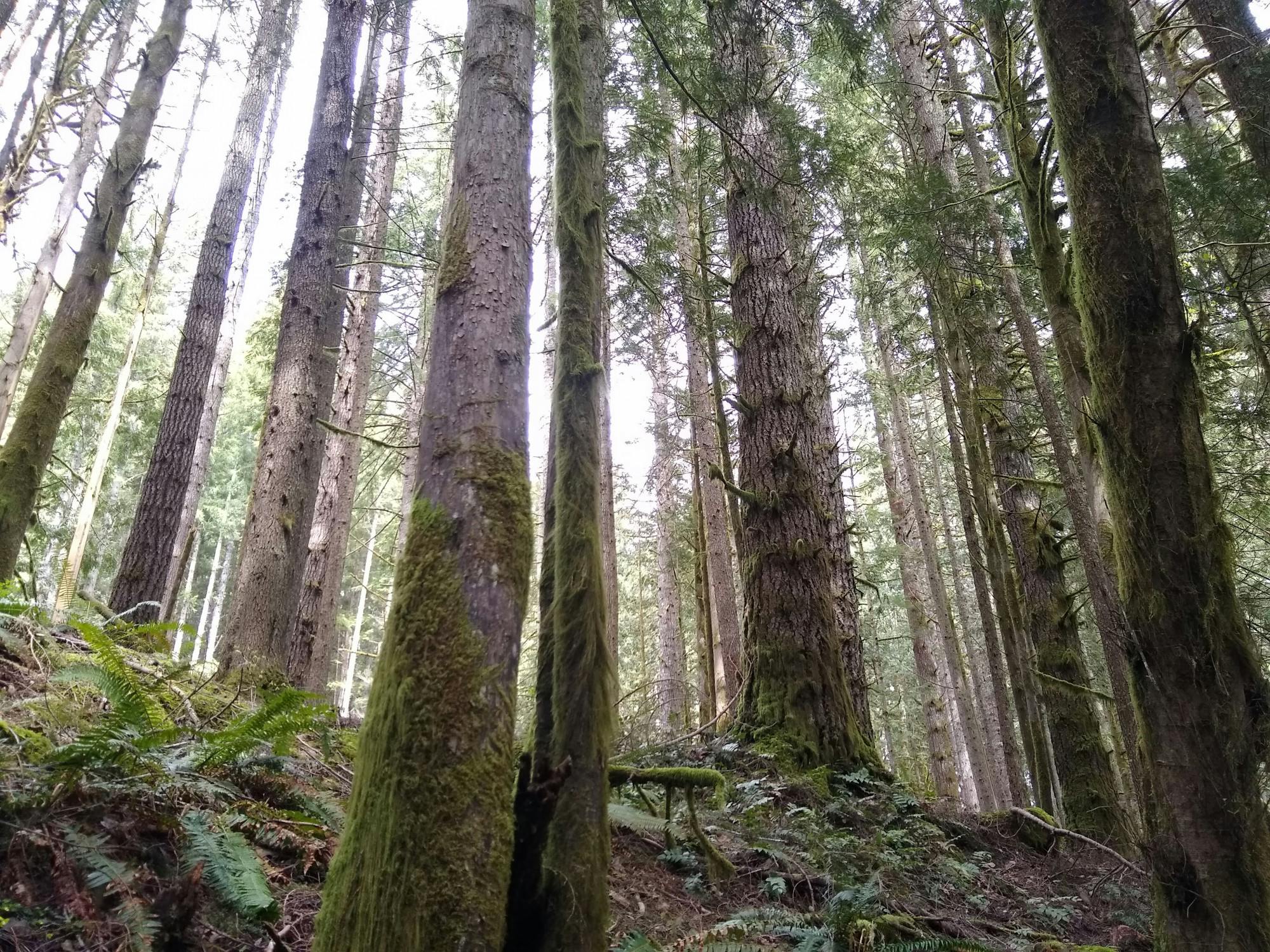 Copy of forest view 2.jpg