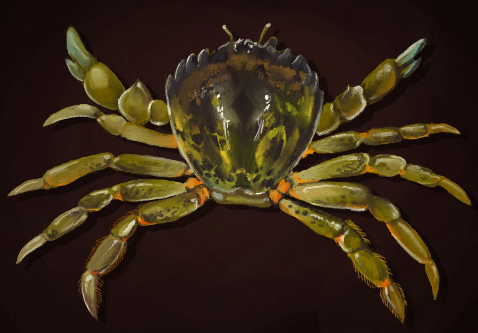 EUROPEAN GREEN CRABS
