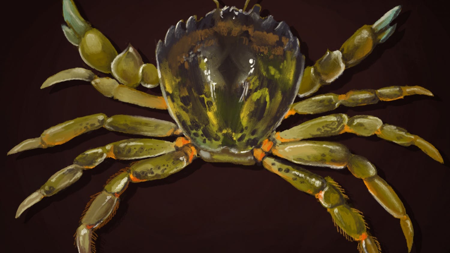 EUROPEAN GREEN CRABS