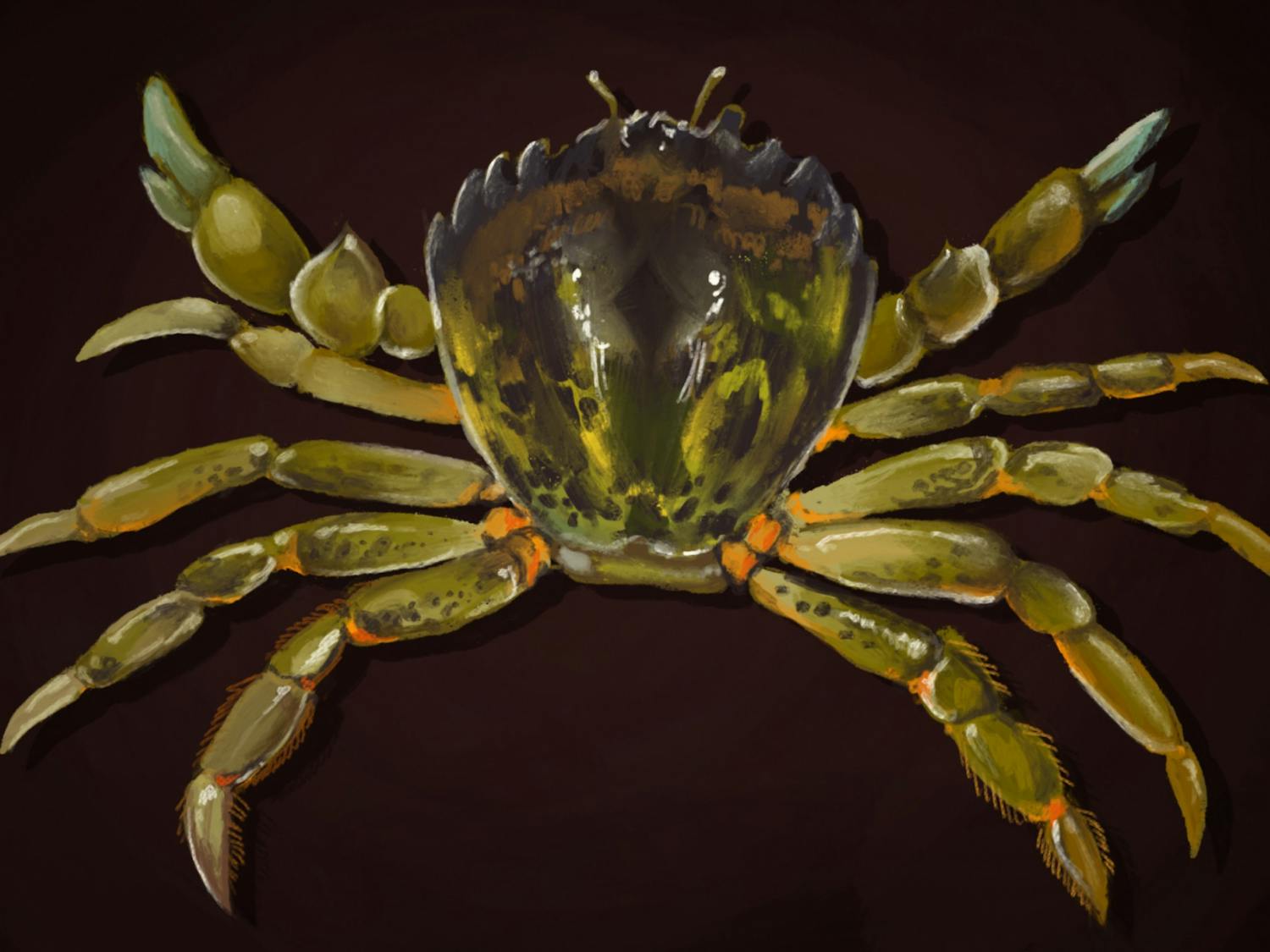 EUROPEAN GREEN CRABS