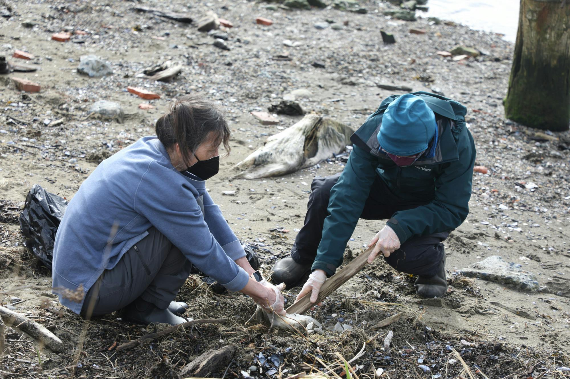 BE MY VALENTINE SALISH SEA HEADER