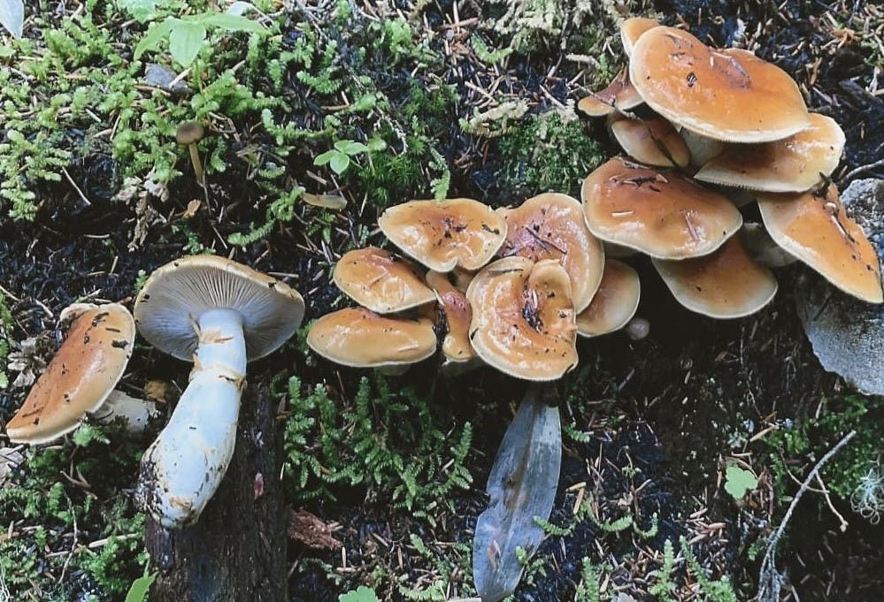 Easy Pass Trail mushrooms