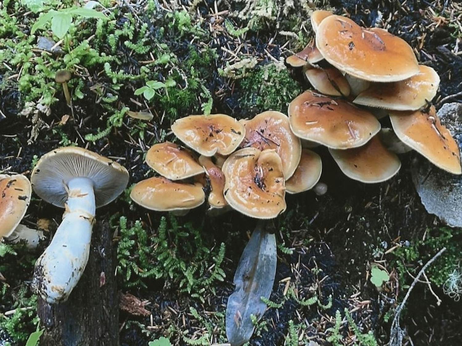 Easy Pass Trail mushrooms