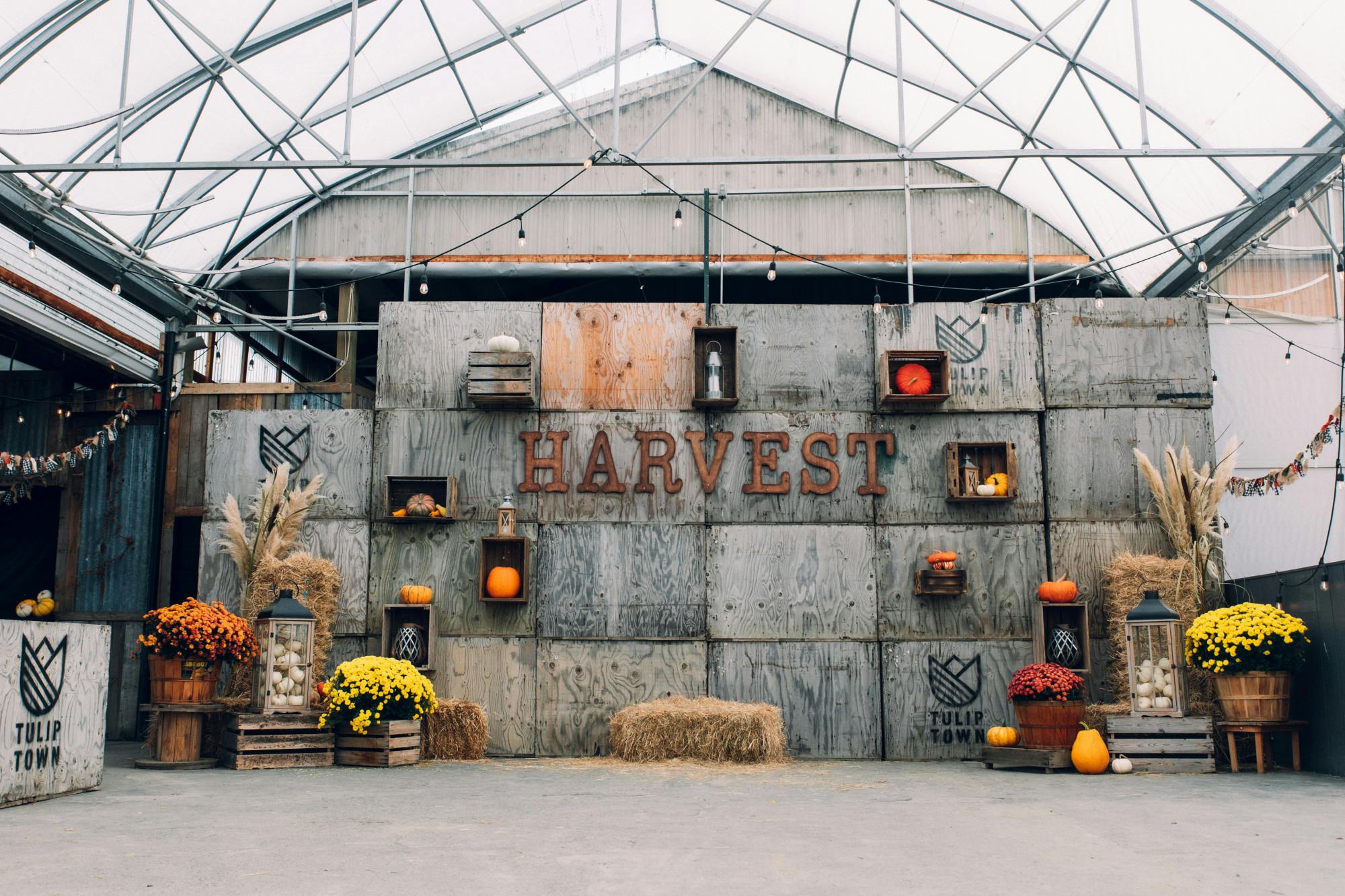 HARVEST FESTIVAL TULIP TOWN FARM