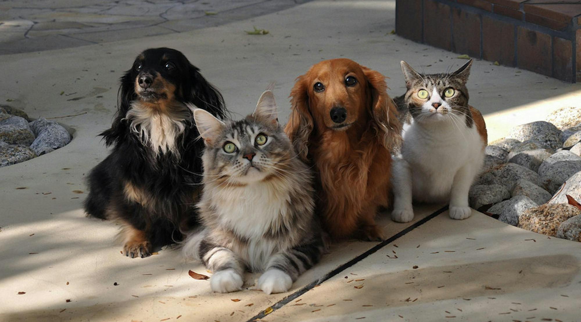 Photo courtesy of Flickr Creative Commons