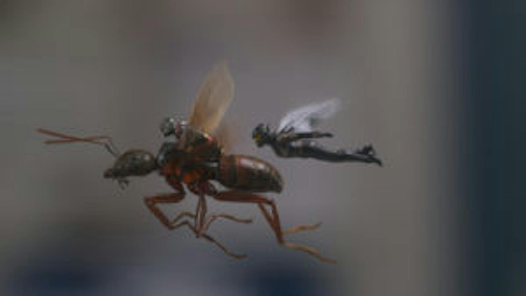 AntManAndTheWasp5ae0af7ca2524-1-300x169